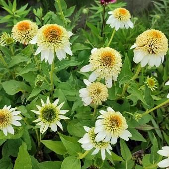 エキナセア「ミルクシェイク」4寸ポット苗 - 岩崎園芸ネットストア
