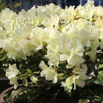 屋久島姫ハイヒカゲツツジ - 山野草・高山植物の通信販売店｜岩崎園芸