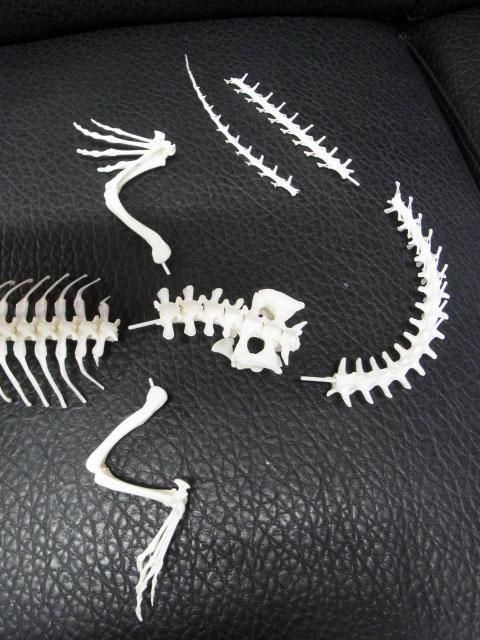 ☆即納☆高品質 美！ シャムワニの全身骨格標本☆ - 頭骨・骨格標本