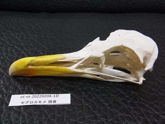 ☆即納☆高品質！☆セグロカモメ Herring gull 頭骨☆ - 頭骨・骨格