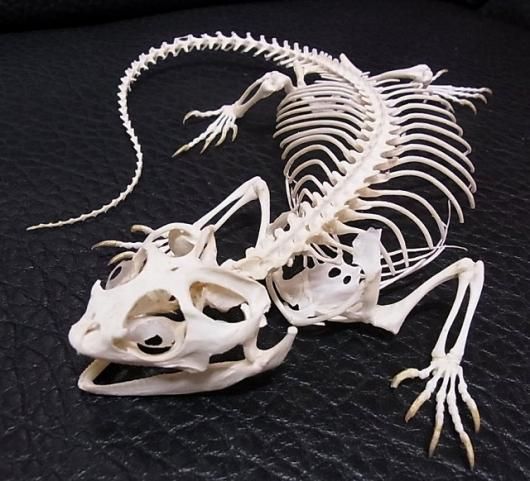 即納☆高品質！フトアゴヒゲトカゲ 全身骨格標本 - 頭骨・骨格標本