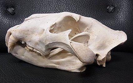 即納☆ 特大サイズ！40cm アフリカライオン ♂ 頭骨 ※登録票付 - 頭骨