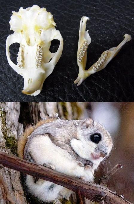 即納☆ムササビ flying squirrele 頭骨 - 頭骨・骨格標本・剥製販売