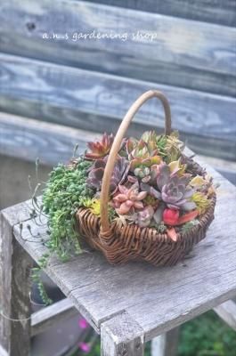 バスケットに多肉寄せ植え - 多肉植物やガーデニング用品