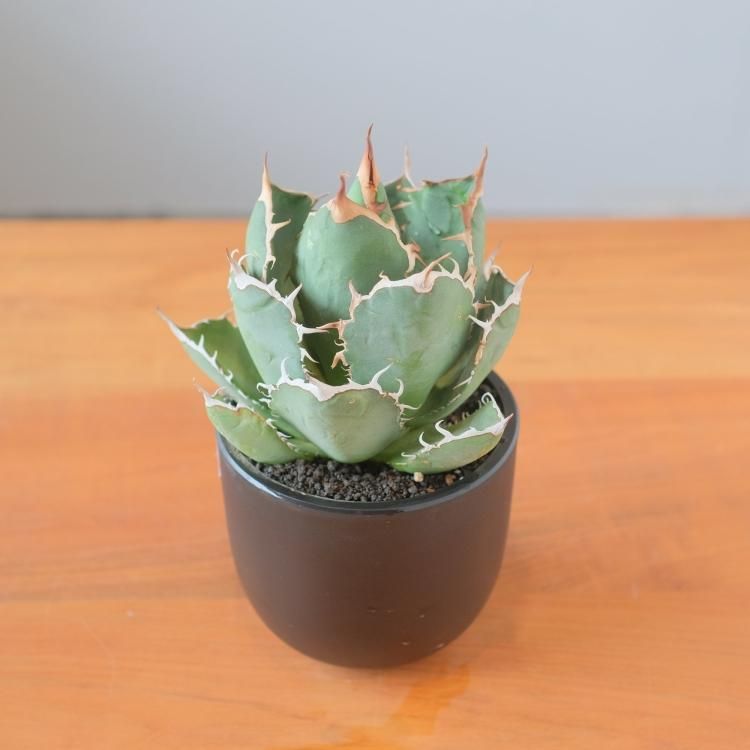 アガベ チタノタ ルパン イラン産 大株 - 観葉植物・生花・ドライ