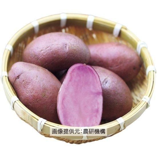 ジャガイモの種芋【ノーザンルビー】（種ばれいしょ検査合格品） ※送料