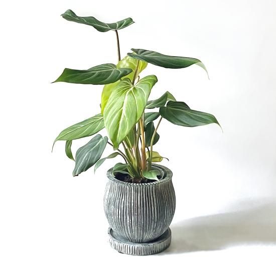 Philodendron Gloriosumフィロデンドロン グロリオーサム 2.5号 置き鉢