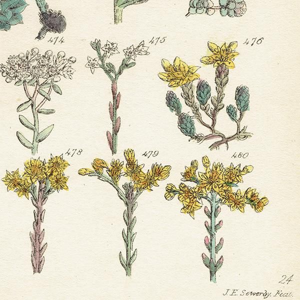 イギリス アンティーク ボタニカルアート/植物画 石版画 (John Edward