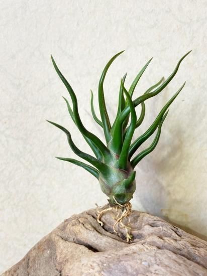 現品】チランジア・ブルボーサ・タイニーダンサー T. bulbosa Tiny