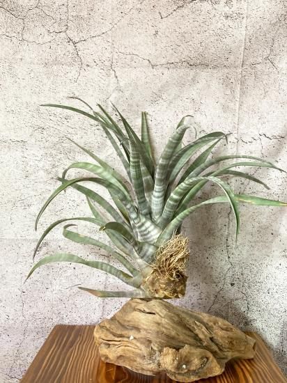 現品】チランジア・ヒルダエ（標本） T. hildae （Specimen