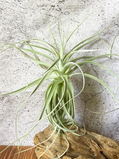 現品】チランジア・ストラミネア・シックリーフ T. straminea Thick