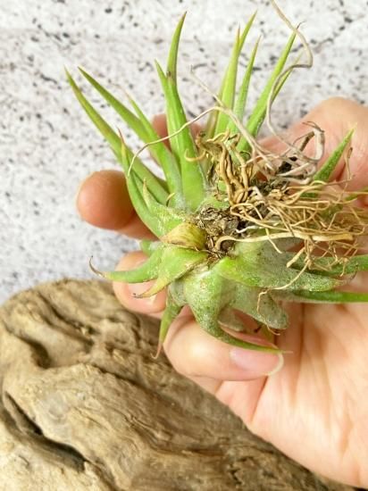 イオナンタ ヘッジホッグ from TI まるでハリネズミ！大型イオナンタ