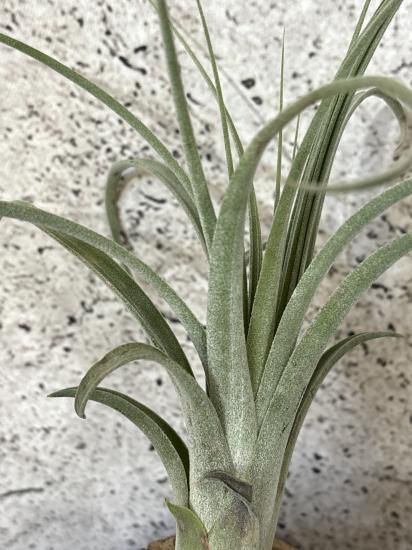 現品】チランジア・キセログラフィカxイオナンタ T. xerographica x