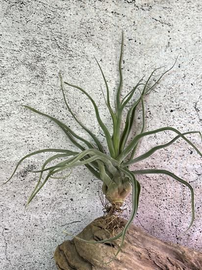 チランジア・ストレプトフィラ・ジグザグリーフ T. streptophylla