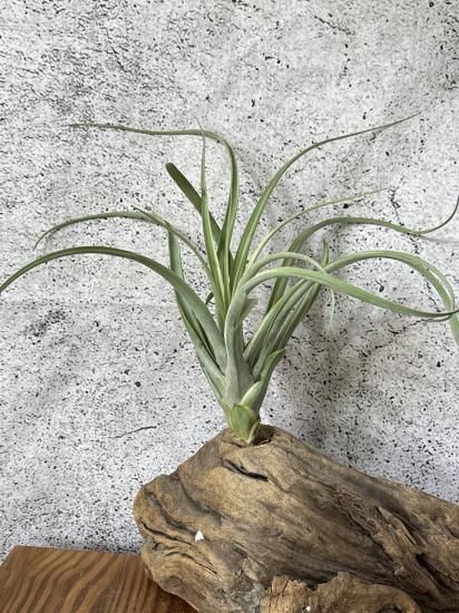 現品】チランジア・デボラアン T. Deborah Ann【3】 - Frontier Plants