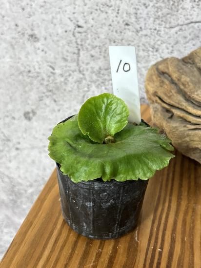現品】ビカクシダ・キッチャクード Mt. Kitshakood Thin Leaf ＆ Dwarf