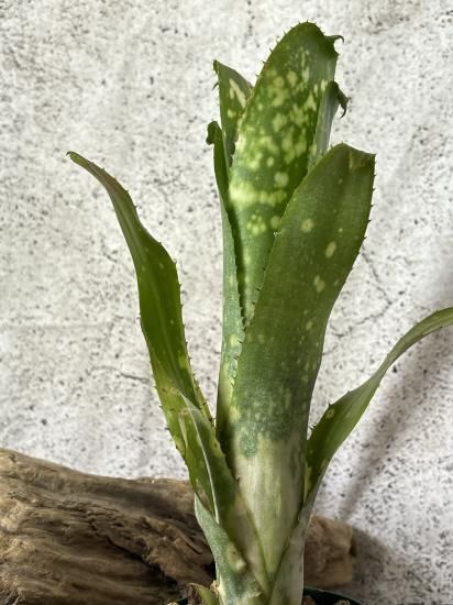 現品】ビルベルギア・トンプライ ホワイトチャムパク Billbergia