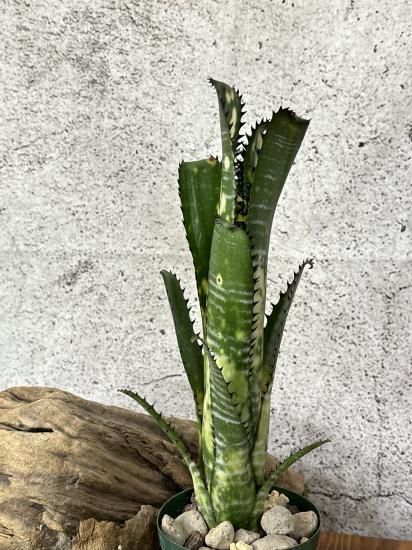 現品】ビルベルギア・トンプライ ドメスティック Billbergia Toneprai