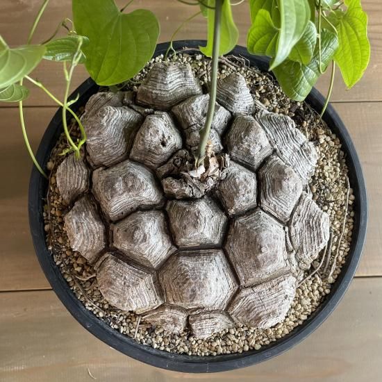 Dioscorea Mexicana メキシコ亀甲竜 （個体番号MKR-34） - アグリューム