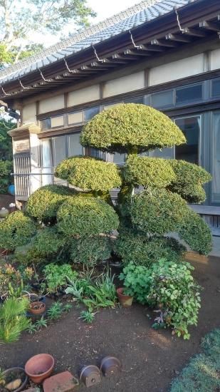 槇（イヌマキ・羅漢マキ）の植木 販売 ～植木Market～