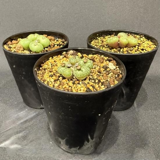 多肉植物 コノフィツム オブコルデルム 3鉢セット - すみれ花店 Online