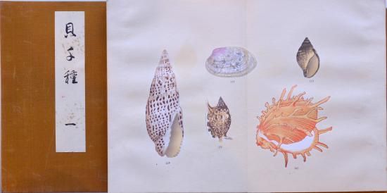 貝千種 Kai Sensyu (1000 kinds of shellfish) - 赤尾照文堂は、京都の