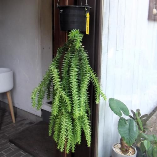フペルジア・ゴエベリー 吊り 5号 - 植物と暮らす m-plant