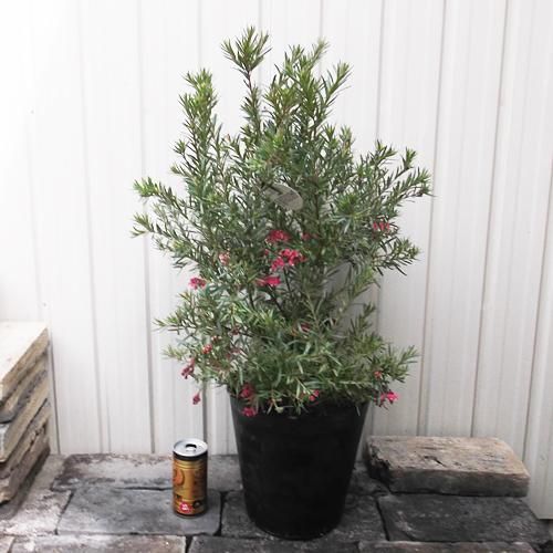 グレビレア・ジョンエバンス 7号 - 植物と暮らす m-plant