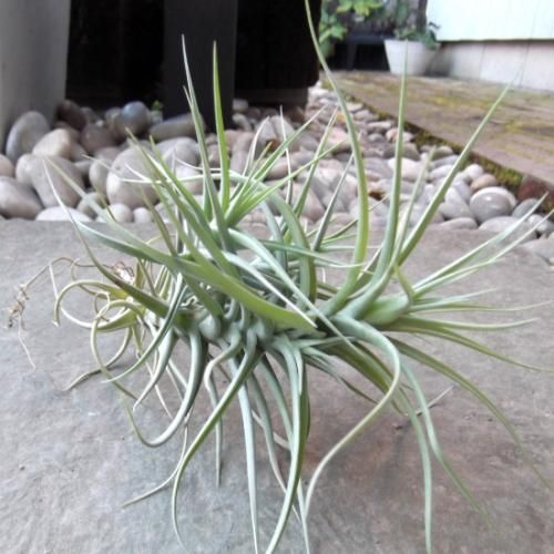 チランドシア・ベルゲリー クランプ - 植物と暮らす m-plant
