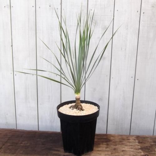 ユッカ・ロストラータ 幹上がり 6号 - 植物と暮らす m-plant