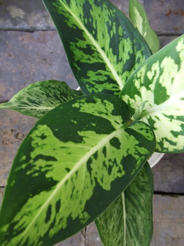 ディフェンバキア・スパークレス - 植物と暮らす m-plant