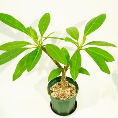 お得な植物Special Sale! - ハワイアン・セレクトショップ | Lani