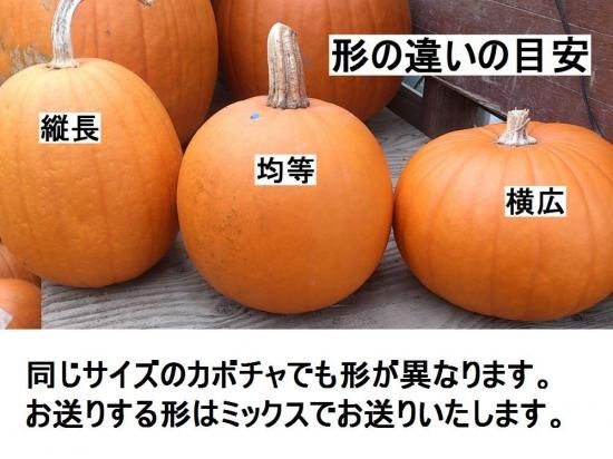 ジャックオーランタン用かぼちゃ | Lサイズ - 花の館webshop本店