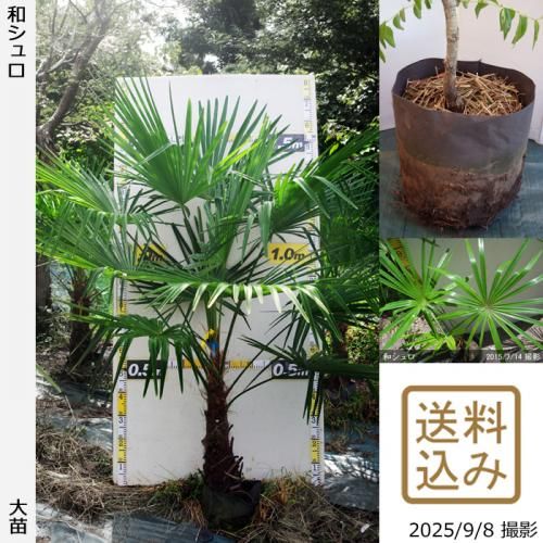 シュロ(棕櫚) - 果樹苗木・成木通販の 特等大苗専門店 すだ農園@京都亀岡