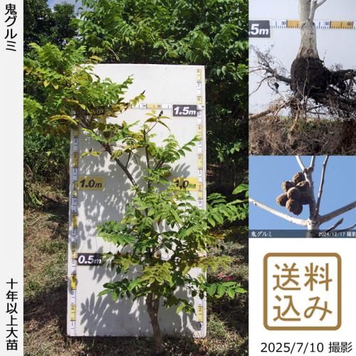鬼ぐるみ]ナッツ類 クルミ(胡桃)の地堀大苗 - 果樹苗・大苗・苗木販売