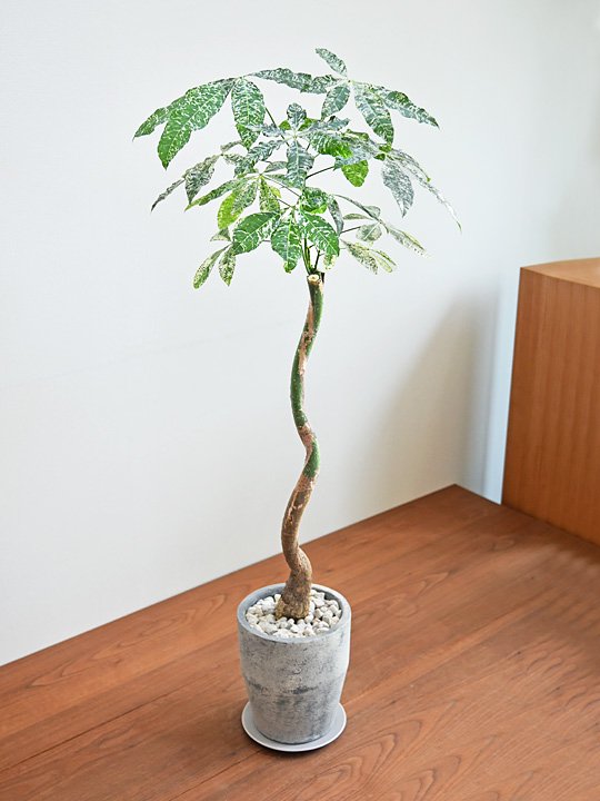 パキラ・ミルキーウェイ 032401 販売・通販 ［詳細ページ］ *tree tree*