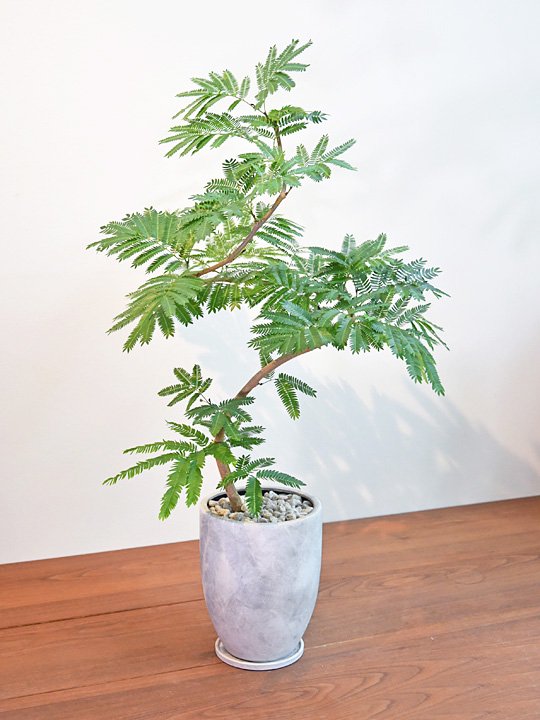 エバーフレッシュ 072402 販売・通販 ［詳細ページ］ *tree tree*
