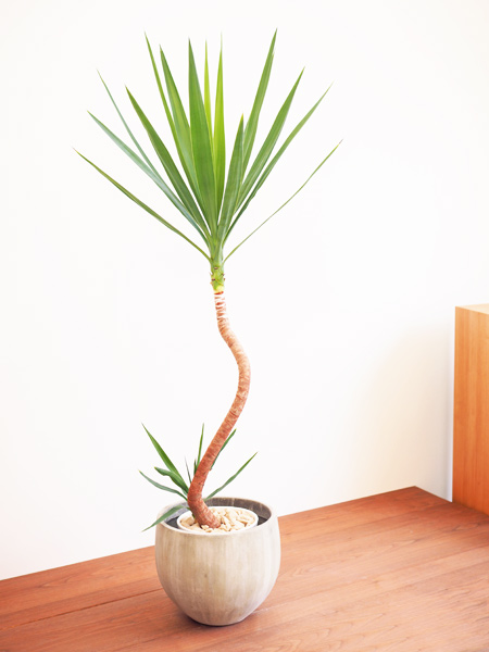 ユッカ・エレファンティペス 販売・通販 ［詳細ページ］ *tree tree*
