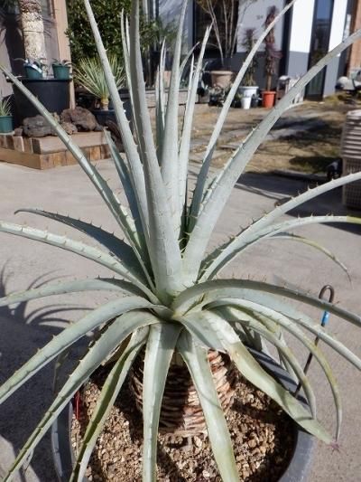 植物販売】兵庫県宝塚市㈱陽春園植物場ネット通販 プヤ