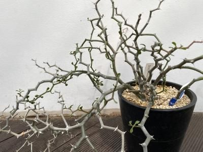 植物販売】兵庫県宝塚市㈱陽春園植物場ネット通販 デカリア