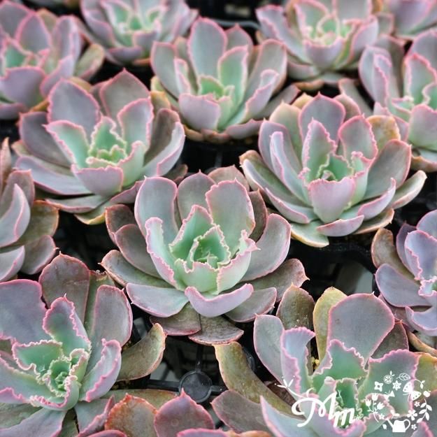 145:Echeveria 'Purple Dance' (エケベリア パープルダンス)6㎝ポット