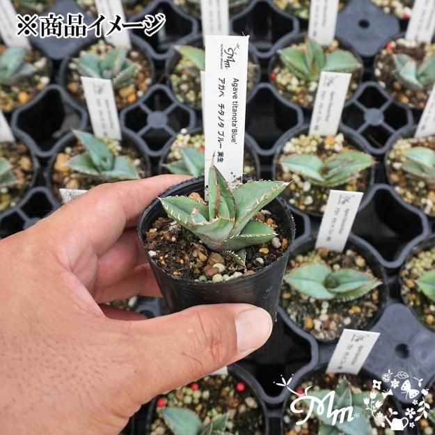 実生苗(実生株)】Agave titanota blue(アガベ チタノタブルー)6㎝ポット苗