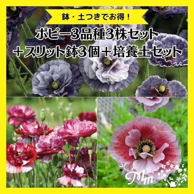 アガベ アテナータ×チタノタ トゥルービューティー7.5㎝ポット苗