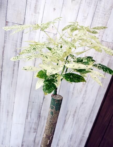 パキラ・ミルキーウェイ | 斑入り観葉植物 - 観葉植物・多肉植物の販売