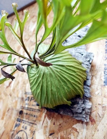 ビカクシダ リドレイ | 大 サイズ - 観葉植物・多肉植物の販売、通販