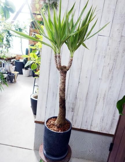ユッカ（斑入り）L | 観葉植物 - 観葉植物・多肉植物の販売、通販│cocoha