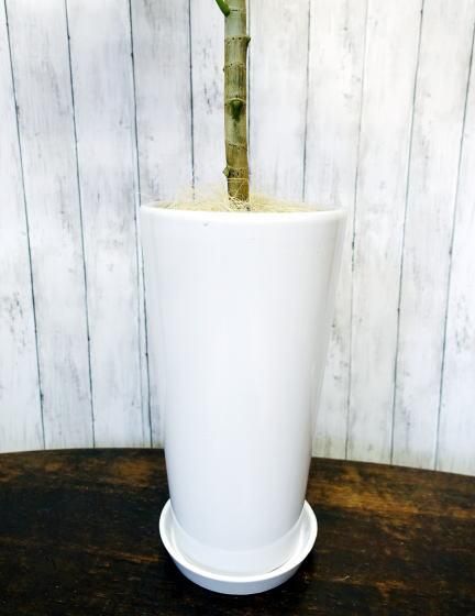 フィカス・ウンベラータ | ホワイトポット - 観葉植物・多肉植物の販売