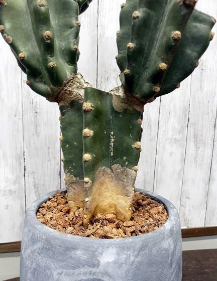 1点もの！柱サボテン | ブランチ仕立て - 観葉植物・多肉植物の販売