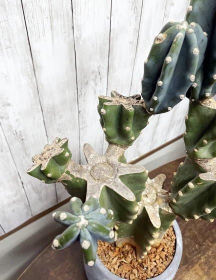 1点もの！柱サボテン | ブランチ仕立て - 観葉植物・多肉植物の販売