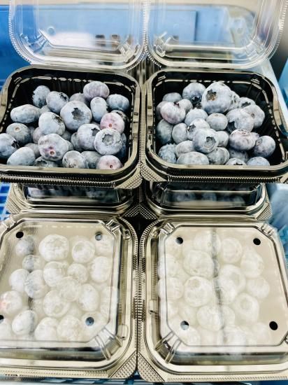 期間限定】ブルーベリー（松島産）1kg！ 送料無料！！ - サン